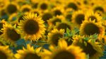 В Україні скоротився врожай соняшнику — Мінекономіки