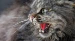 “Через скаженого кота”: село на Рівненщині закрили на карантин