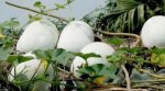 В Україні фермер вирощує гарбузи, які можуть зберігатися три роки