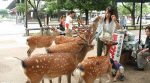 Японець створив “їстівні” пакети для захисту місцевих оленів