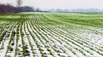 “Чи перезимує посів озимих?”: синоптики розповіли, коли випаде перший сніг