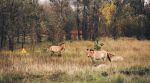 Чорнобильський заповідник став природоохоронною територією світу