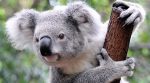 Сім’я в Австралії знайшла на своїй різдвяній ялинці коалу (відео)