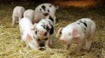 У масштабній пожежі на свинофермі Німеччини загинуло понад 55 тисяч тварин