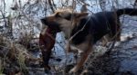 У Сумах пес прибирає річку від сміття (фото)