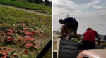 У мережі опублікували відео, як фермери з Херсонщини нещадно нищать урожай кавунів