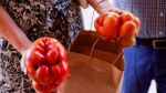 В Іспанії обирали найогидніший помідор сезону (ФОТО)