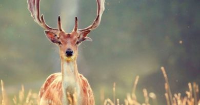 оленяча ферма