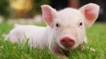 В Україні різко здешевшала жива вага свинини