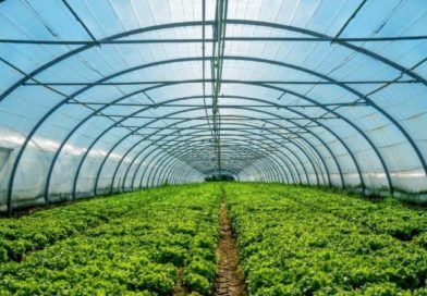 Відновлено прийом заявок на державний грант до 7 млн грн для теплиць