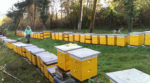 Український підприємець створив смартвулики для бджіл