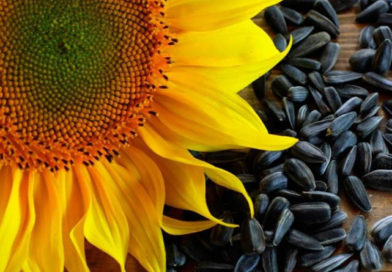 Правила вибору насіння соняшника для посадки