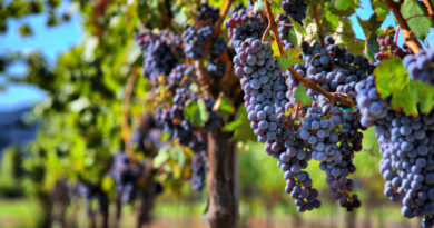 виноградник