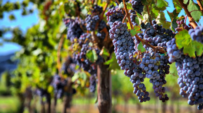 виноградник