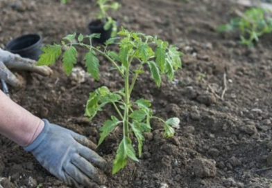 Як врятувати розсаду помідорів, яка побіліла після висадки в ґрунт Як врятувати розсаду помідорів, яка побіліла після висадки в ґрунт