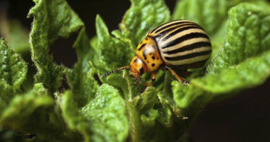 Колорадський жук