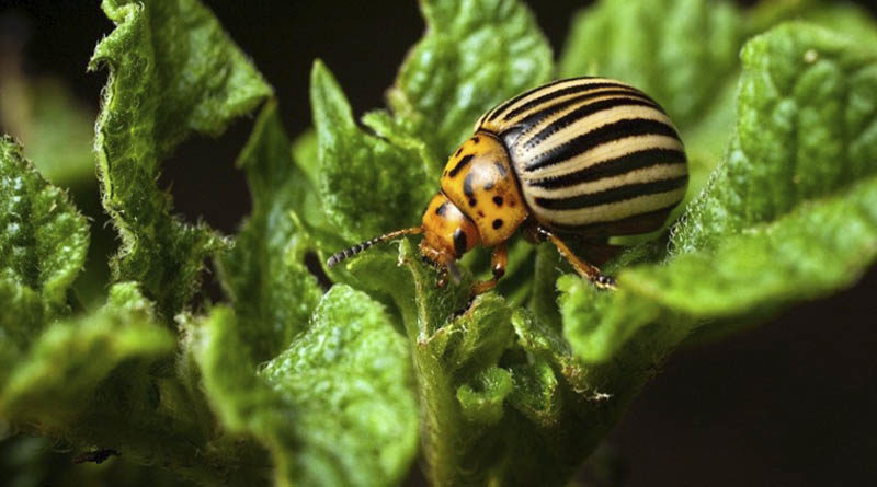 Колорадський жук