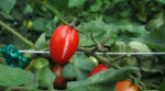 Головні секрети догляду за томатами: що можна і чого не варто робити городникам