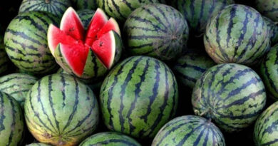 watermelon1