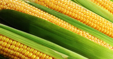 corn