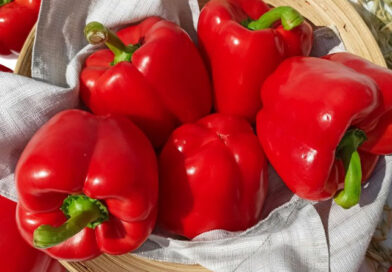 Суперурожайний солодкий перець: найкращі сорти, що витримують і спеку, і холод