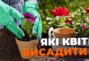7 квітів, які ще можна посіяти до кінця жовтня: як не пропустити вдалий час
