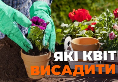 7 квітів, які ще можна посіяти до кінця жовтня: як не пропустити вдалий час