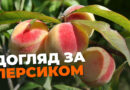 Щоб урожай був гарним: як доглядати за персиком навесні
