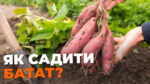 Батат або солодка картопля: як садити, щоб зібрати гарний урожай