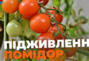 Як не допустити дрібних помідорів: головна процедура наприкінці липня