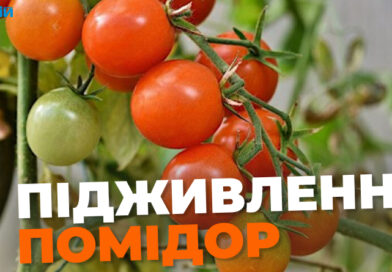 Як не допустити дрібних помідорів: головна процедура наприкінці липня
