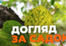Що обовʼязково варто зробити у саду в липні: 5 порад