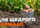 Коли копати картоплю: названо найсприятливіші дати кінця серпня і початку вересня Коли копати картоплю: названо найсприятливіші дати кінця серпня і початку вересня