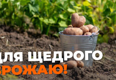 Коли копати картоплю: названо найсприятливіші дати кінця серпня і початку вересня Коли копати картоплю: названо найсприятливіші дати кінця серпня і початку вересня