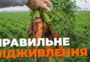 Чим підживити моркву в червні, щоб вона виросла великою та солодкою Чим підживити моркву в червні, щоб вона виросла великою та солодкою
