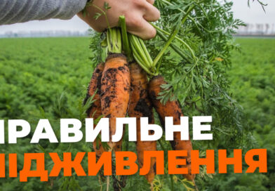 Чим підживити моркву в червні, щоб вона виросла великою та солодкою Чим підживити моркву в червні, щоб вона виросла великою та солодкою