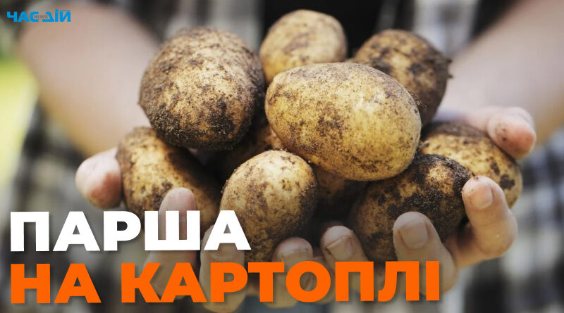 Як боротися з паршею картоплі