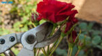 Як підготувати троянди до зими: секрети догляду