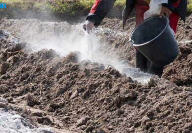 Підготовка саду та городу до зими у вересні: поради для збору врожаю Підготовка саду та городу до зими у вересні: поради для збору врожаю