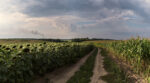 Молдовські фермери вимагають заборонити імпорт соняшнику з України: що сталося?