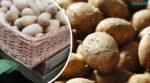 Що можна і не можна садити поруч із картоплею: поради досвідчених городників