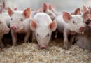 Україною шириться небезпечна хвороба свиней