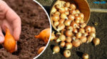 Як садити цибулю на зиму: що додати у рядки для врожайності