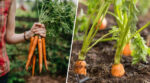 Чому досвідчені городники завжди сіють моркву восени: переваги підзимового посіву