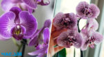 Ваші орхідеї відцвіли: що робити далі