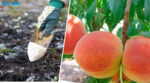Осінній догляд за персиками: готуємося до зими