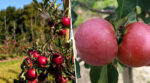Селекціонери представили нові сорти яблук, які стійкі до хвороб 