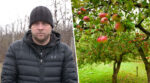 На Харківщині через обстріли знищено майже 50 га яблуневого саду