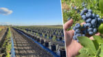 На Закарпатті фермерське господарство збільшить площу вирощування лохини завдяки новій технології