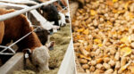 На Черкащині відкриють завод з виробництва кормових добавок для тварин